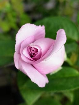 ベランダのバラ・夜来香 バラ,薔薇,夜来香の写真素材