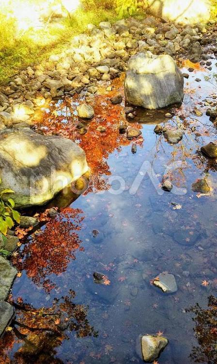 小川に反映したもみじ もみじ,紅葉,川面に反映の写真素材
