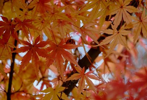 紅葉前のモミジの葉 紅葉前のモミジの葉の写真
