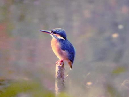 池に立てた枯れ枝から上を見上げるカワセミ カワセミ,鳥,鳥類の写真素材