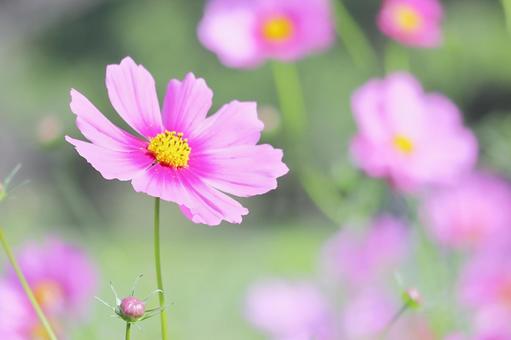 ピンクのコスモスの花のアップ コスモス,花,秋桜の写真素材