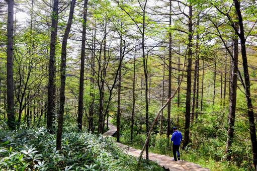 森の中の遊歩道 森の中の遊歩道 森,遊歩道,歩道の写真素材