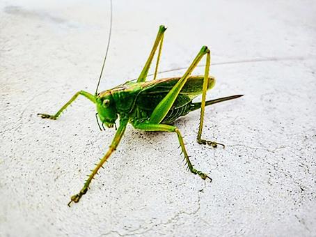 キリギリス 昆虫 キリギリス 昆虫 キリギリス,昆虫,虫の写真素材
