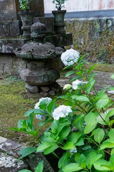 あじさい寺 満開のあじさい あじさい寺 満開のあじさい 紫陽花,あじさい,寺の写真素材