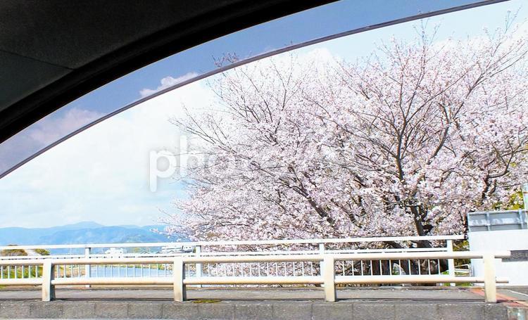 ドライブで見える桜満開の橋の上の景色 桜,桜並木,並木道の写真素材