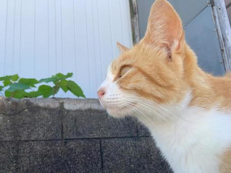 ネコの横顔 ネコ,動物,生き物の写真素材