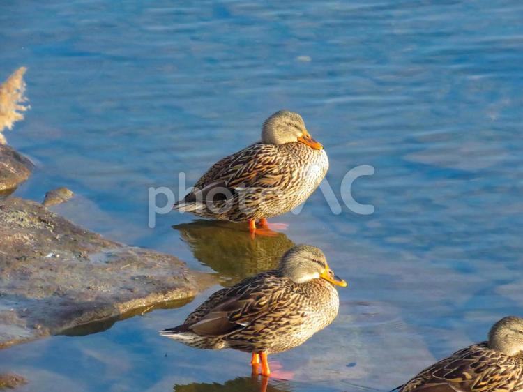 早朝の川で佇むマガモのメス マガモ,鳥,生物の写真素材
