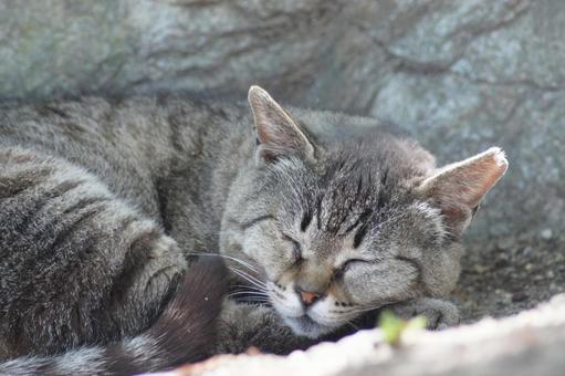 ねこ 箱座り,飼い猫,家猫の写真素材