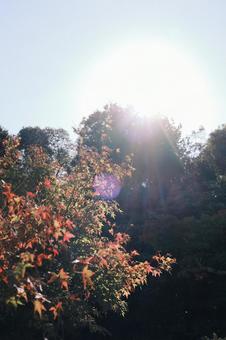 紅葉 紅葉の写真
