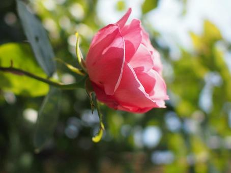 秋薔薇の横顔の写真