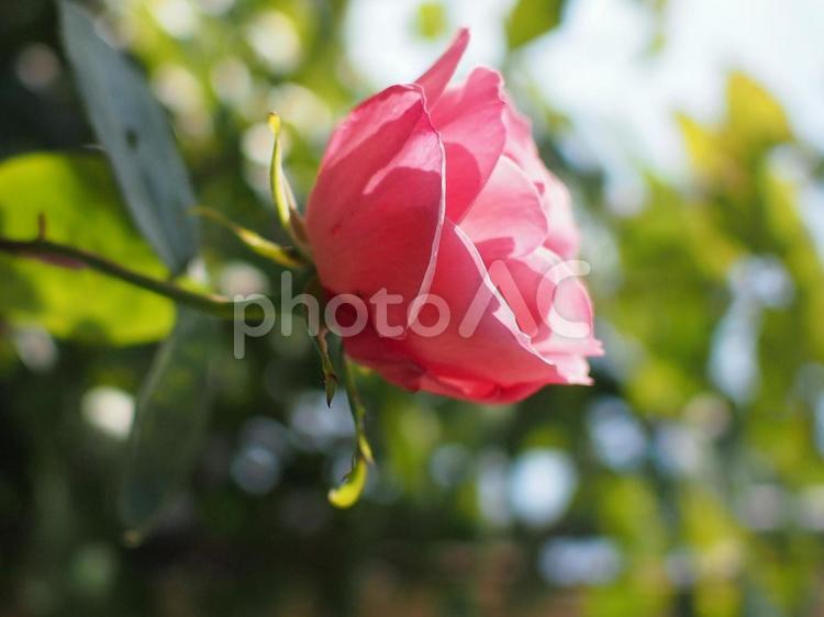 秋薔薇の横顔 花,薔薇,自然の写真素材