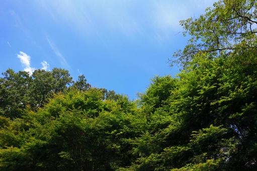 新緑と青空 新緑と青空の写真
