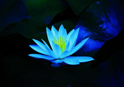 水蓮 水蓮の写真