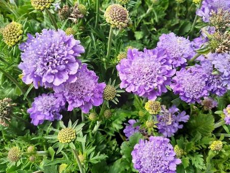 紫色の花 紫色の花の写真