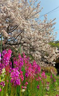 春が来た～の写真