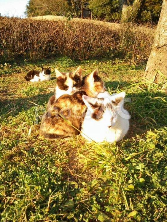 夕陽に照らされる猫の親子 親子,猫,子猫の写真素材