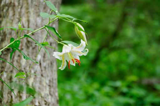 森のヤマユリ⒂ 森のヤマユリ⒂ 初夏,花,ユリの写真素材