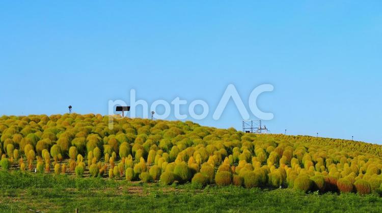ひたち海浜公園・初秋の色づき始めたコキア 初秋,国営ひたち海浜公園,色づくの写真素材