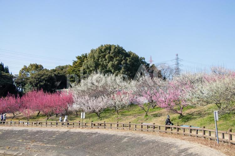 佐布里池 梅まつり 佐布里池,梅まつり,梅の花の写真素材
