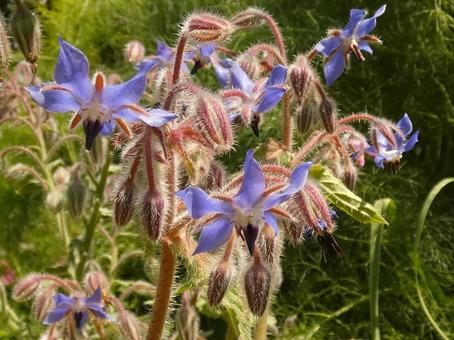ボリジ・瑠璃　咲く風景 ボリジ,草花,春夏秋の写真素材