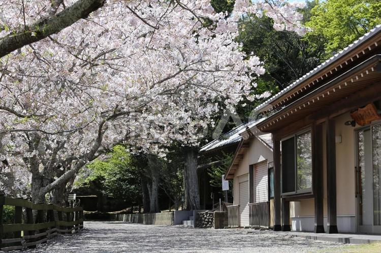 安房神社境内の桜 桜,さくら,サクラの写真素材