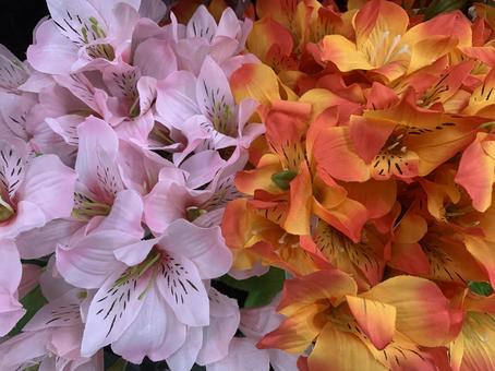 ユリ　花 ガーデニング,園芸,秋の写真素材