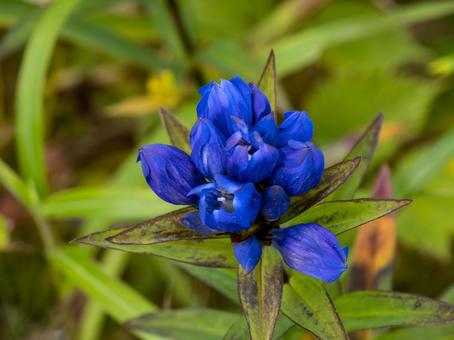 オヤマリンドウ オヤマリンドウ 高山植物,北アルプス,白馬の写真素材