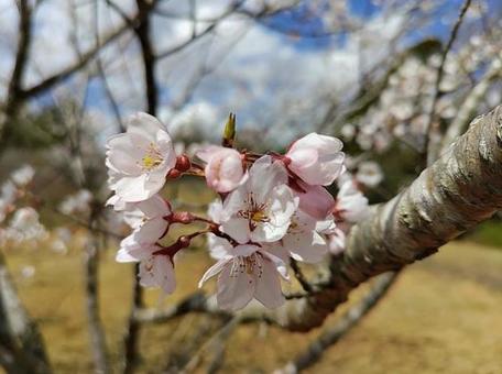 青空と桜3 青空と桜3の写真