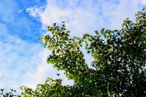 西日に照らされる緑のもみじ 西日に照らされる緑のもみじ もみじ,紅葉,楓の写真素材