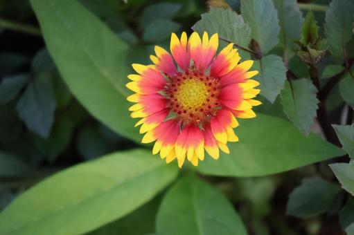 黄色と赤の花びらのテンニンギクの花 黄色と赤の花びらのテンニンギクの花の写真