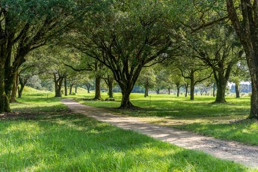 緑豊かな公園 緑豊かな公園 木,緑,樹木の写真素材