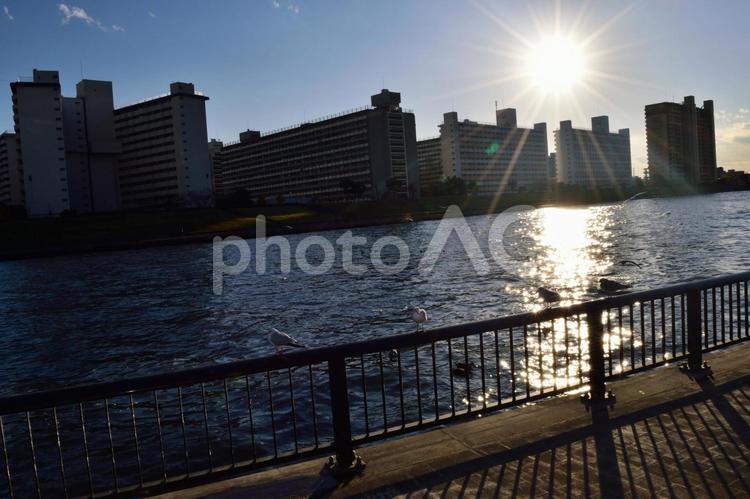 夕暮れの隅田川 いきもの,カモメ,マンションの写真素材