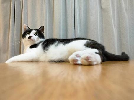 リラックスするハチワレ猫 リラックスするハチワレ猫の写真