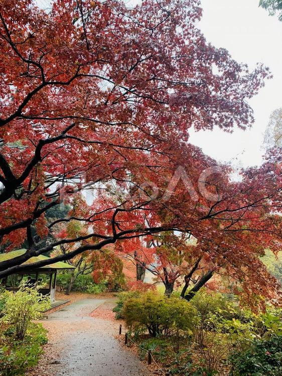 昭和記念公園の紅葉２ 紅葉,昭和記念公園,秋の写真素材