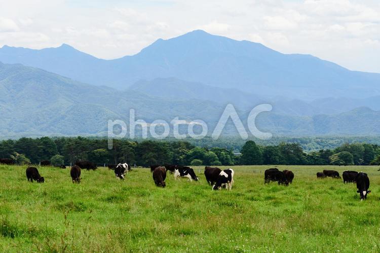 山梨県北杜市　八ヶ岳牧場 山梨,八ヶ岳牧場,北杜市の写真素材