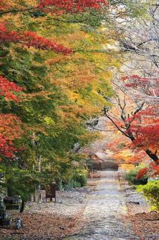 秋の紅葉の背景 英彦山参道3 紅葉,もみじ,秋の写真素材