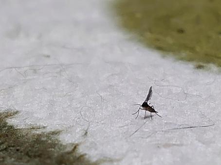 ラグの上を歩くコバエの後ろ姿(右下) ラグの上を歩くコバエの後ろ姿(右下) コバエ,虫,小さいの写真素材