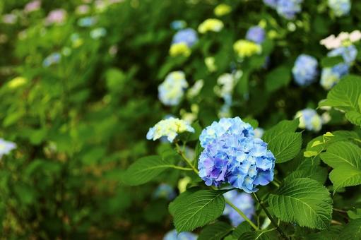 長野長谷寺の紫陽花6 長野長谷寺の紫陽花6の写真