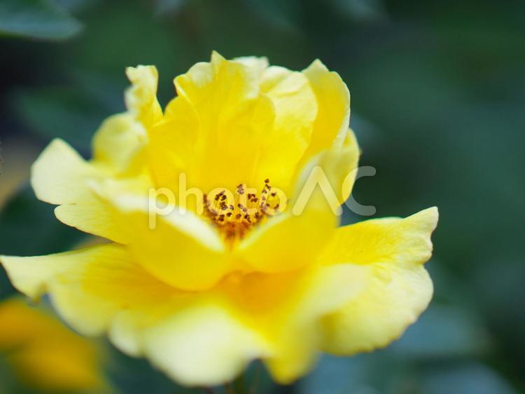 美しく咲き誇る薔薇園 薔薇園,晴れ,ローズの写真素材