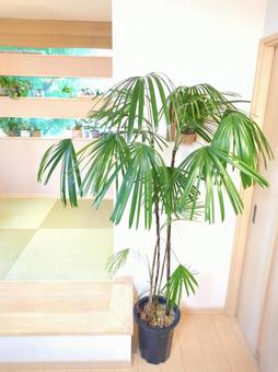 大型観葉植物 シュロチク 10号鉢 大型観葉植物 シュロチク 10号鉢 大型観葉植物,観葉植物,シュロチクの写真素材