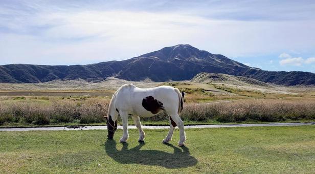 山をバックに放牧されているぶち毛の馬 馬,干支,阿蘇の写真素材