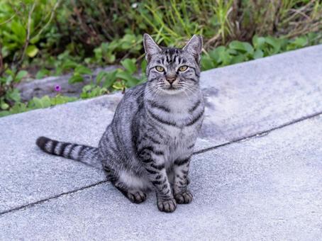 マイペースに過ごす猫 猫,地域猫,動物の写真素材