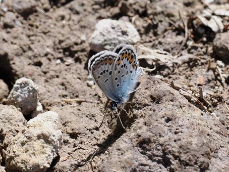 Photo, silver-studded blue, butterfly, insect, 