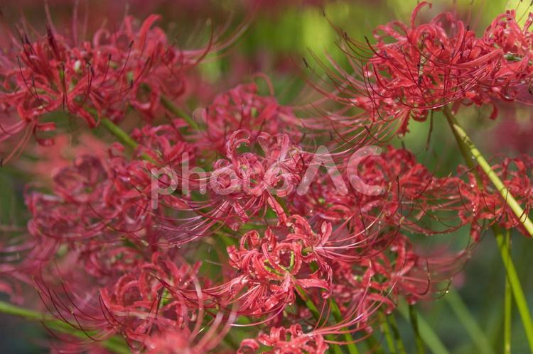 秩父巾着田に咲く曼珠沙華の花 曼珠沙華,彼岸花,ヒガンバナの写真素材