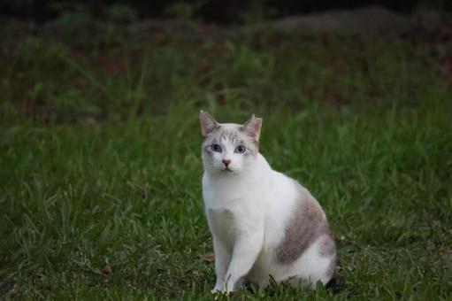 公園ネコ　沖縄県　那覇市 ネコ,かわいい,もふもふの写真素材