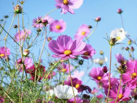 日差しを浴びるピンク色のコスモス コスモス,秋桜,花の写真素材