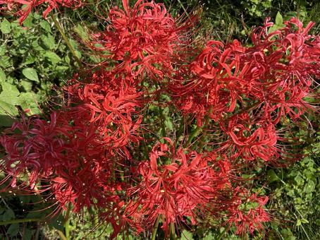 ヒガンバナ② 花,ヒガンバナ,秋の写真素材