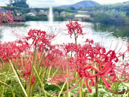 ヒガンバナ(彼岸花)と噴水 ヒガンバナ(彼岸花)と噴水 ヒガンバナ,秋,赤い花の写真素材
