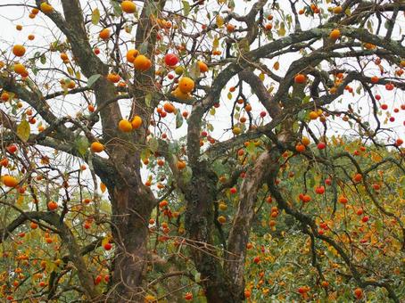 柿の実ポンポン オレンジ色,橙色,茶色の写真素材