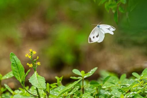Cabbage White Butterfly⑼, JPG Cabbage White Butterfly⑼, JPG